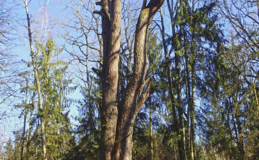 2_Rumsiskiu pusis_R_Mikitiejevos foto.jpg